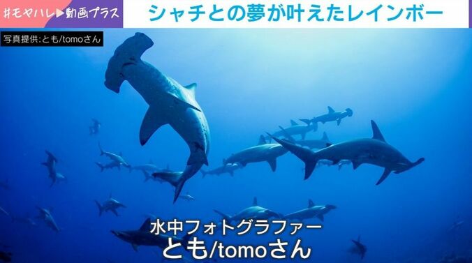 サメ