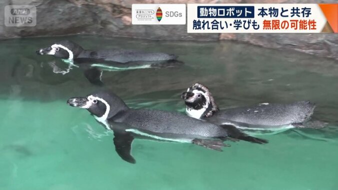 ペンギンを間近で見られるプール