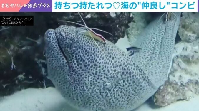 ニセゴイシウツボとアカシマシラヒゲエビ