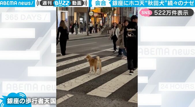 銀座のホコ天に何匹もの秋田犬が出現！ナゾの “秋田犬集団”に周囲の人々も興味津々「遭遇したい会合」 1枚目