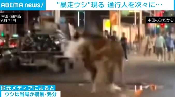 暴走するウシ