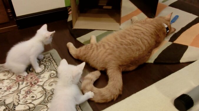 「僕、お兄ちゃんになるの？」 茶トラ猫“ひろし”に可愛すぎる兄妹誕生 8枚目