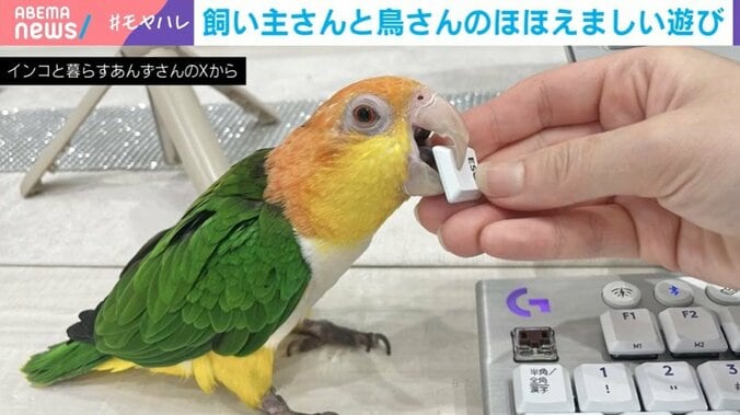 インコのとろろちゃん