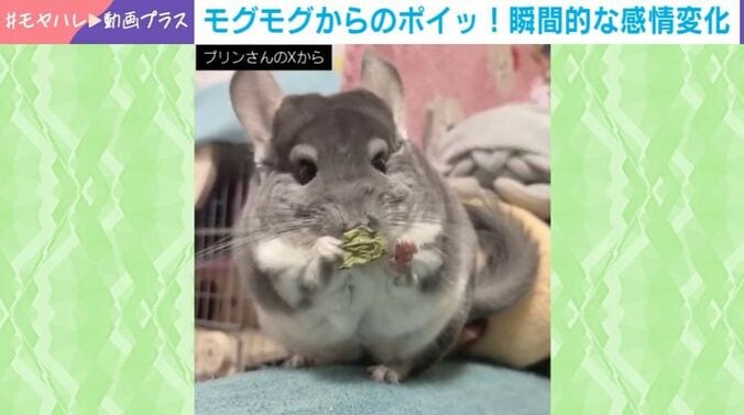 チンチラのプリンちゃん
