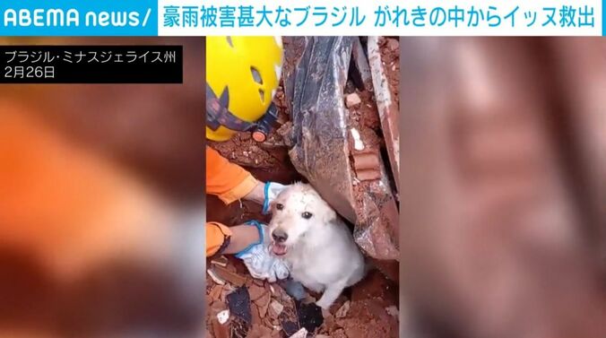 救出された犬