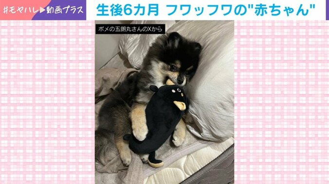 ポメラニアンの五朗丸くん