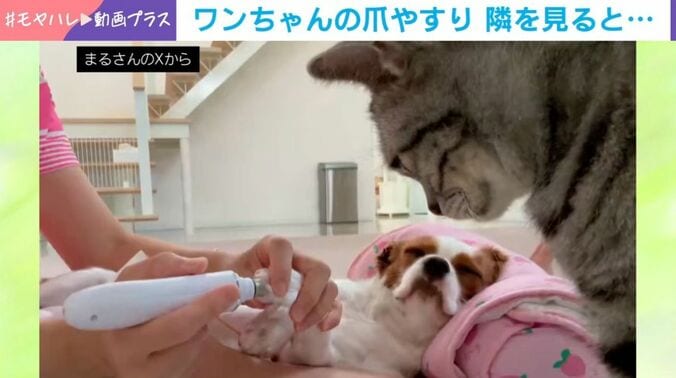 まるちゃんと佐助くん