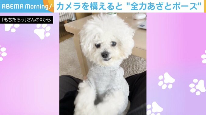 もちたろうくん