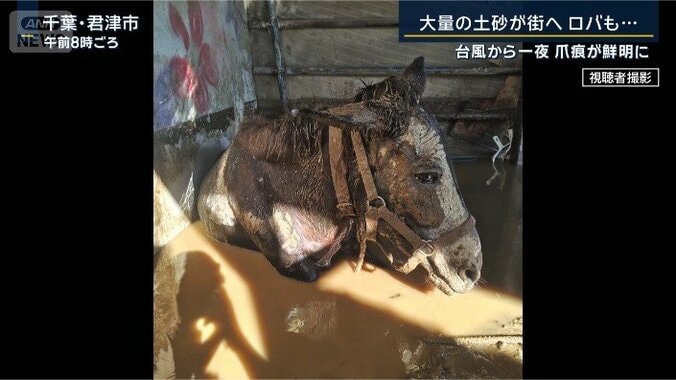 ペットのロバ