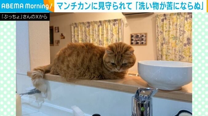 マンチカンのぷてぃこちゃん