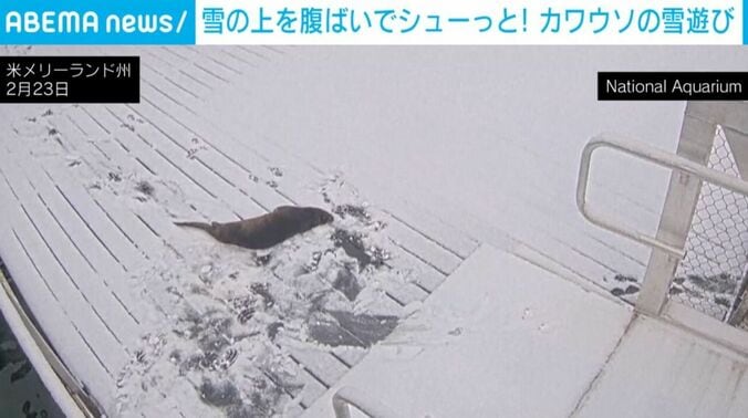 雪の上でごろごろするカワウソ