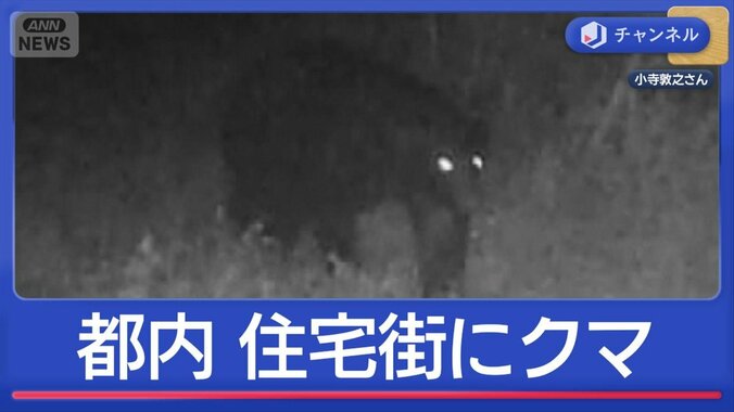 「まさか」都内住宅街にクマ　東京でどこまで拡大？ 1枚目