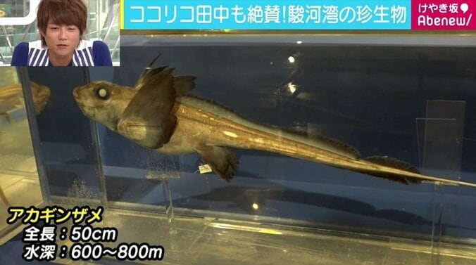 グロテスクさも魅力の「深海生物」、惹かれる“深海女子”急増 2枚目