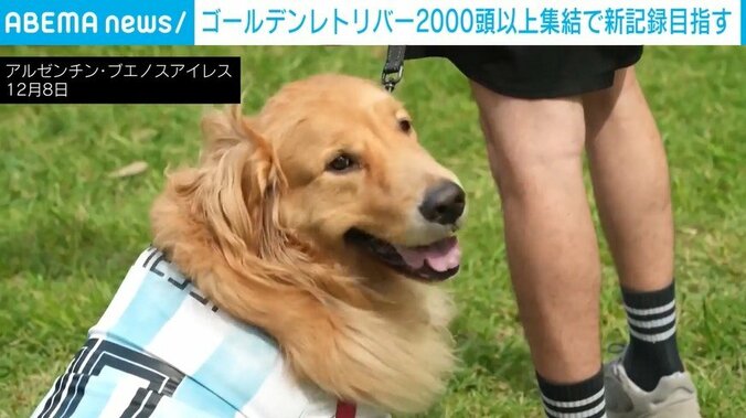 メッシのユニフォームを着用するゴールデンレトリーバー