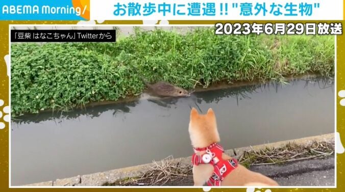 豆柴のはなこちゃん