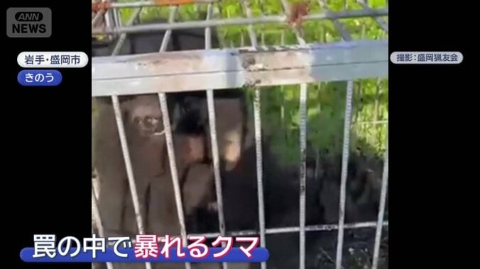 ワナの中で暴れるクマ