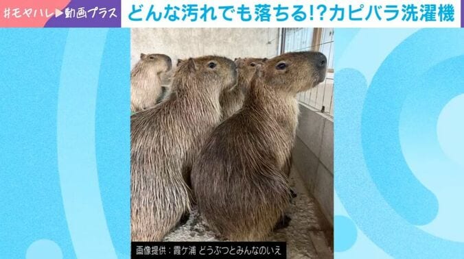 2匹のカピバラ