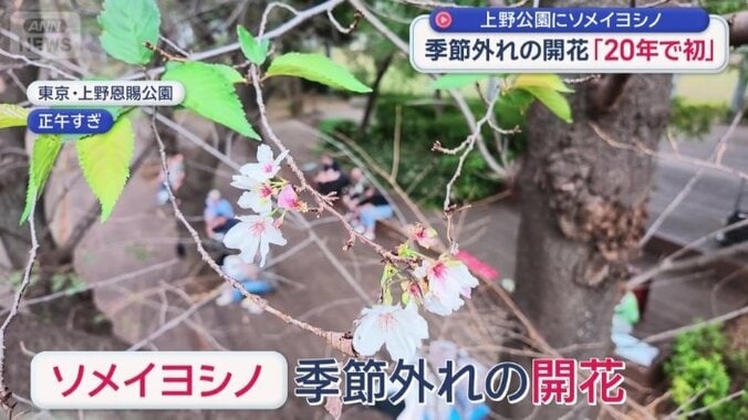 ソメイヨシノが季節外れの開花