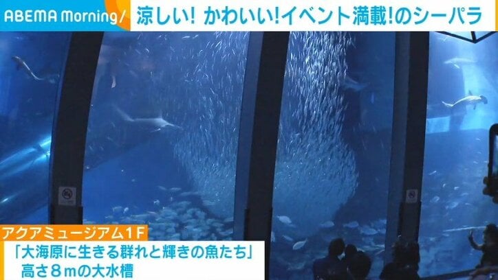 同じ水槽内のサメに食べられる!? 海の“リアル”を見て学べる水族館
