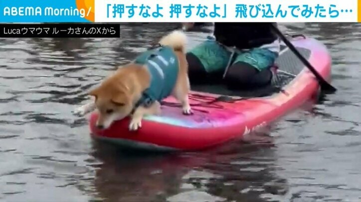 柴犬のルカくん（6歳）