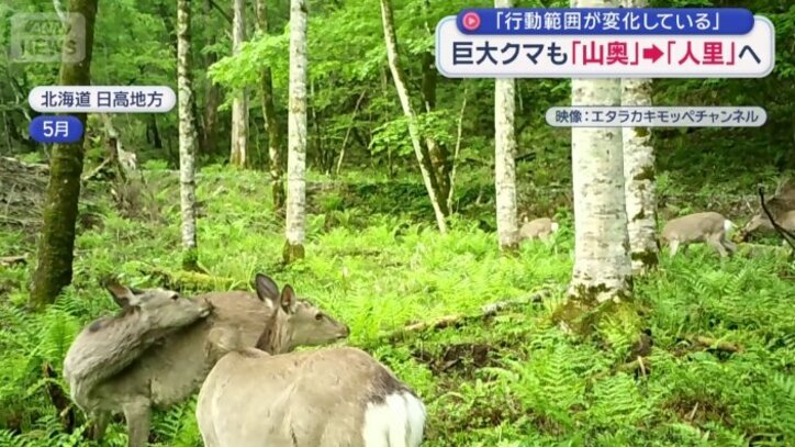 山奥にシカばかり