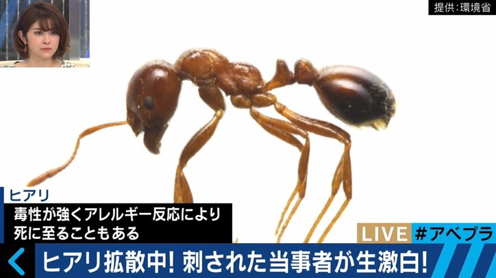 「万力で挟まれたような激痛に思わず大声が」ヒアリに刺された県議会議員が証言 経済への被害も懸念