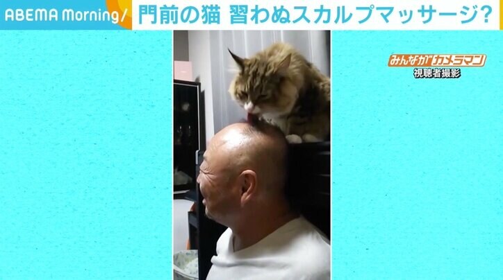 理髪店主の見よう見まね？ 飼い猫が“スカルプマッサージ” 常連男性は頭皮へのダメージを心配
