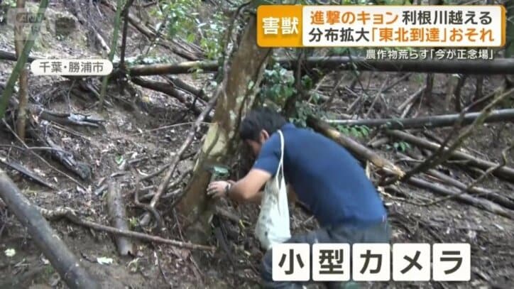 木に取り付けた小型カメラ
