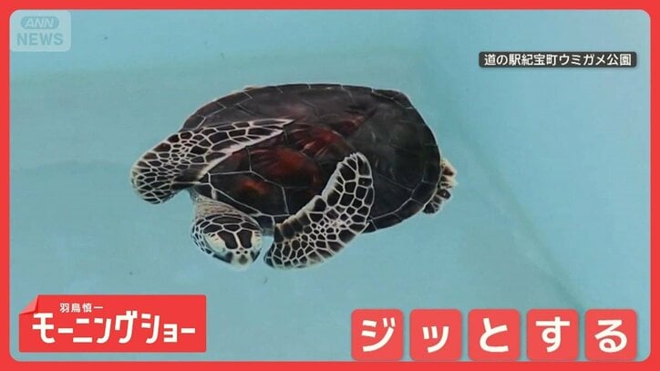子ガメ忍者 まるで木の葉! ジッと動かず“独特ポーズ”で漂う子ガメさん なぜ?