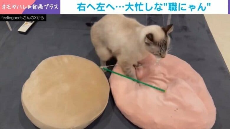 新入り登場でフミフミ業務増…右⇒左⇒右と大忙しな“パン職人”猫に「一つに絞れないの人間でも分かるw」共感の声