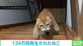 まるで小さいネコバス!? “クセ強”な階段のぼりをする猫に「初めて見る動きwww」「何か笑っちゃう」の声