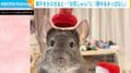 帽子をかぶせると…お耳ピン→“お耳しゅん”とするチンチラが話題！「耳がちゃんと格納されてる」「毛がふわふわで本当可愛い！」