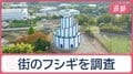 同じ方向に傾くマツの木の理由　寺にある“謎の通路”は一体？　ナゾの建物の正体とは