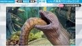ウツボの中に“ウツボ” 「共食い？」職員も初めて目にした奇妙な光景にネット騒然