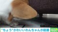 ボールを取ろうと必死な犬 ソファの下に頭を突っ込む姿に飼い主「一生取れないと思う」