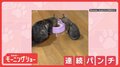 親ネコの頭に連続パンチ！　でもパパは…気にせずモグモグ　ごはんがほしいのかな？