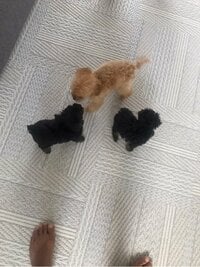 市川海老蔵『友達のところで産まれたので』