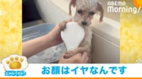 【映像】洗顔拒否する犬 必死の“抵抗と表情”