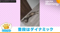 【映像】まるで“静止画”のように止まる猫(壁にはりつく姿も)