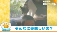 【映像】野球少年の頭を舐める猫