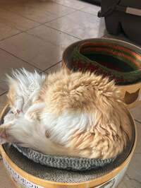 キャシー中島『今日は七のつく日』