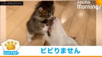 【映像】大型犬に果敢に挑む子猫の様子