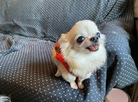 デヴィ夫人『よく頑張ったね、アリス』