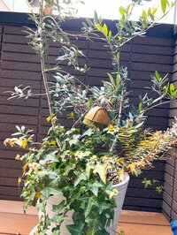 堀ちえみ『誰もがきちんとやれば結果が見えてくるという心』