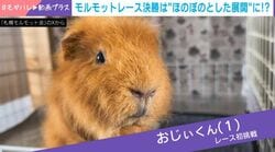 “世界一ゆる～い”頂上決戦!?モルモットレース決勝戦→ほのぼの展開に「可愛い」「おじぃ優勝」などの声