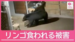 【映像】住宅の倉庫にクマ リンゴ食われる被害 “出没5倍”異常事態に猟友会も始動