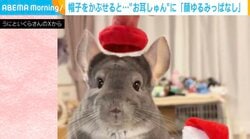 帽子をかぶせると…お耳ピン→“お耳しゅん”とするチンチラが話題！「耳がちゃんと格納されてる」「毛がふわふわで本当可愛い！」