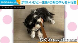 「ついに地面に着きました…」ズボンの紐がお気に入りの犬の“やんちゃな行動”に注目