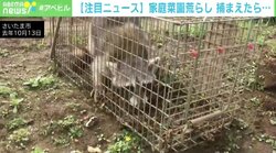 家庭菜園荒らし、罠を仕掛けたら「アライグマ」 荒々しい表情