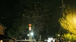 「ぎょうさんとまってる！」 夜に鳥の大群が集まる木、なぜ1本にだけ!?